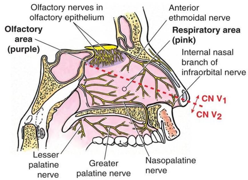 Diagram of nerves within the nasal cavity related to migraines and migraine blocks