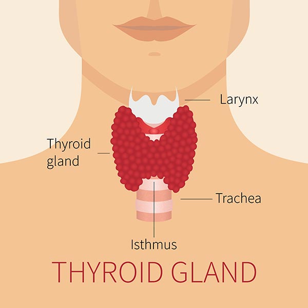 Thyroid Surgery Thyroid Removal