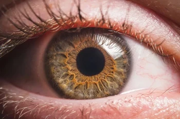 The cornea can potentially be harmed by shingles.