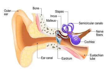 A diagram of the ear