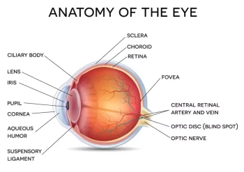 A diagram of the eye