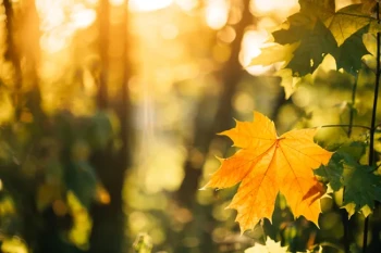 Fall allergy symptoms and treatment