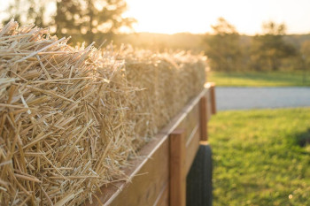 A hayride where someone might get allergens