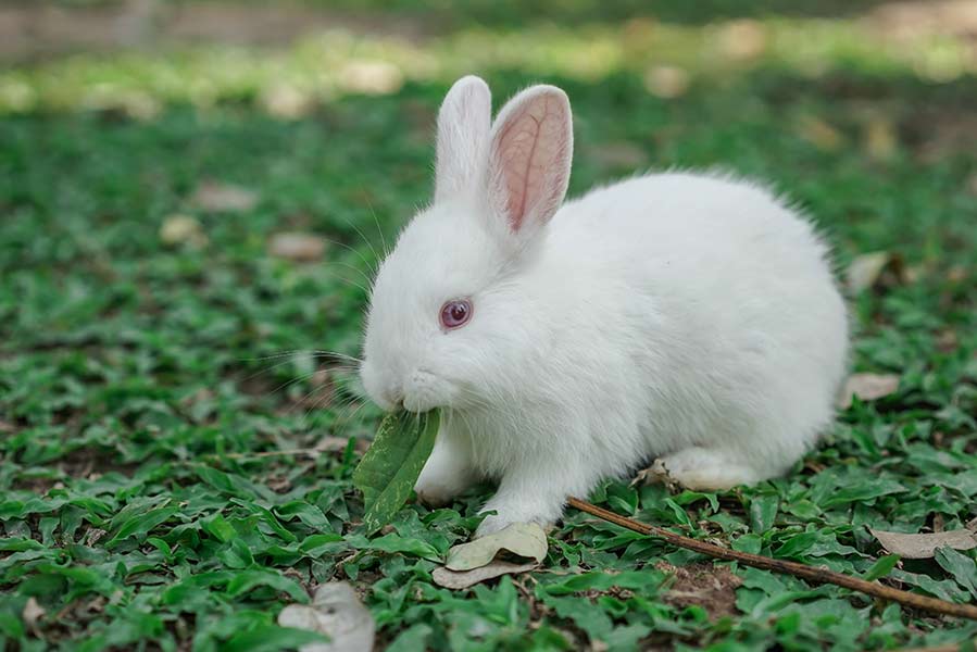 A soft, round bunny