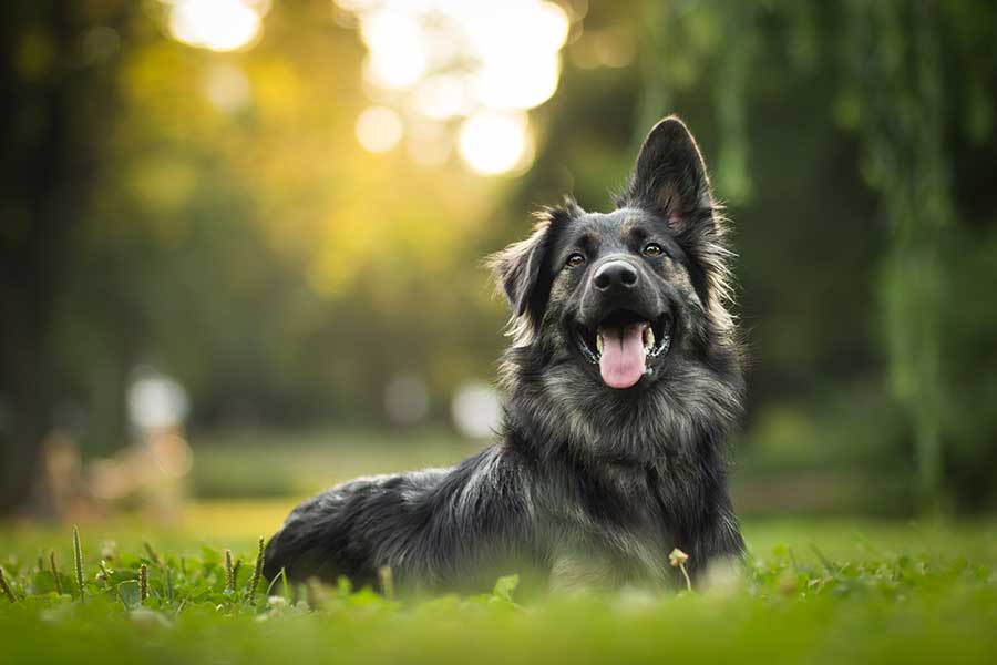 A dog with one ear up