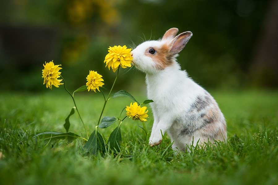 A rabbit with long ears