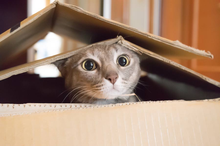A wide-eyed cat stares from a box