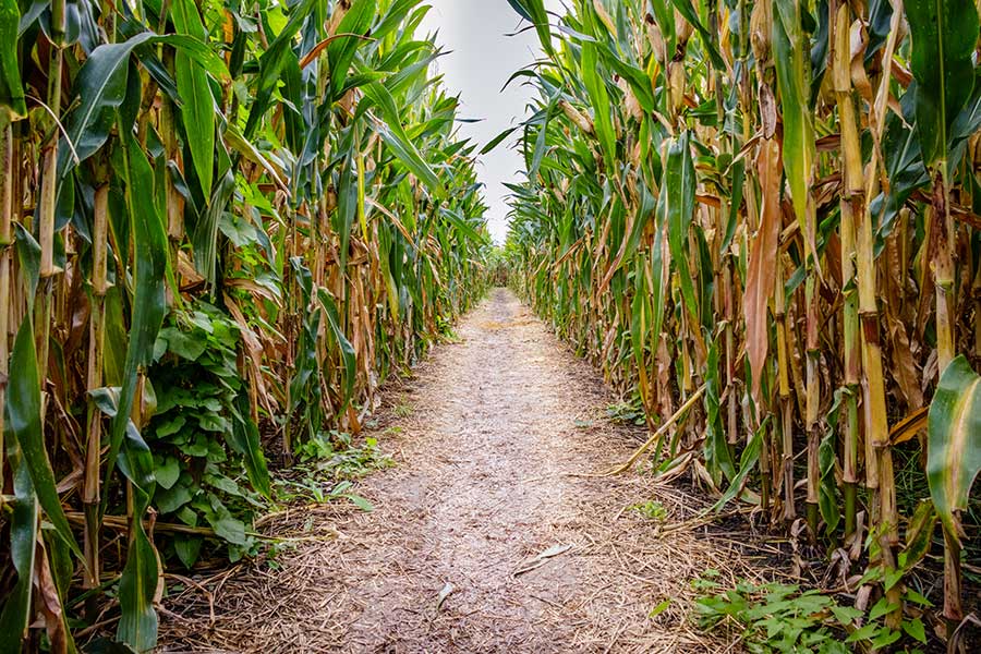 A corn maze