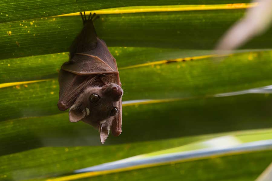 A bat prepares to fly