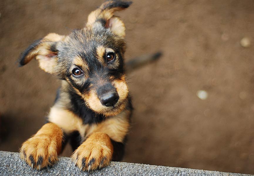 A dog looks with its eyes