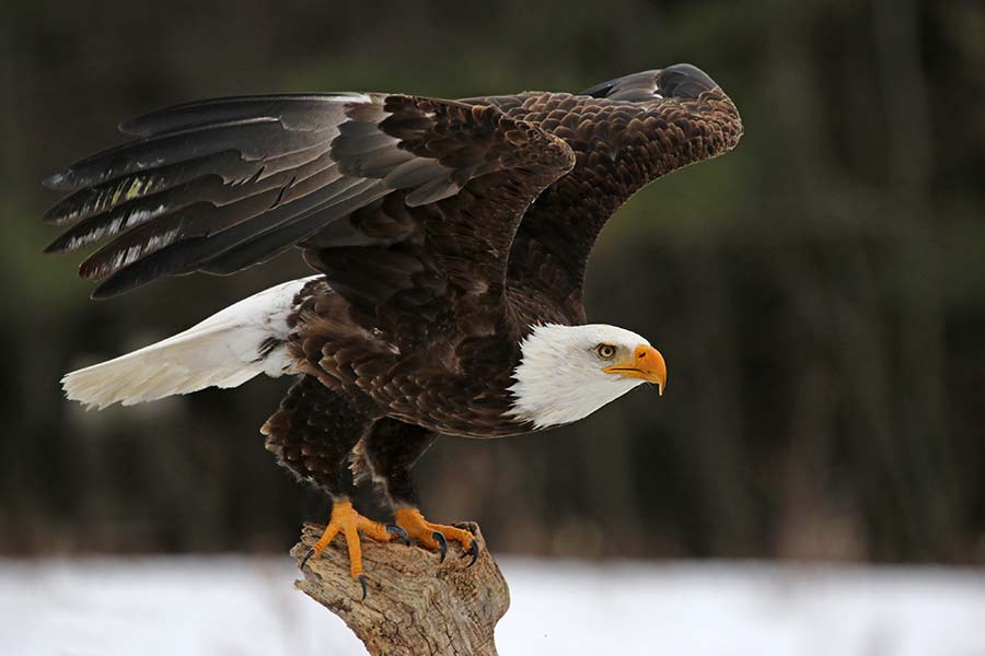 An eagle looks before taking flight