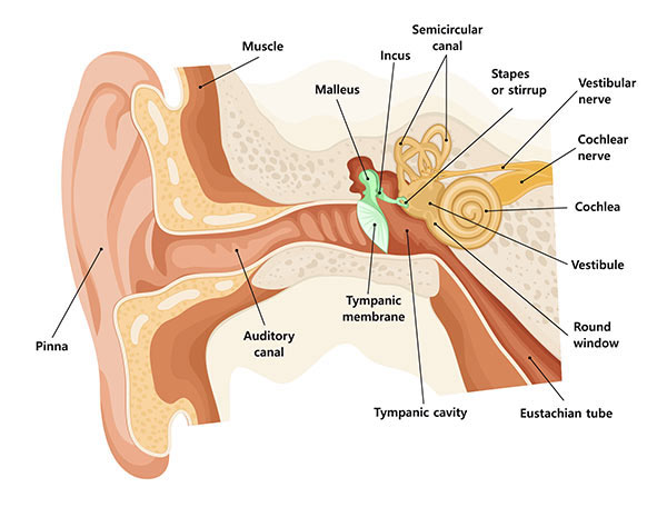 The ear