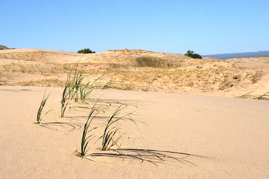 The Kelso Dunes
