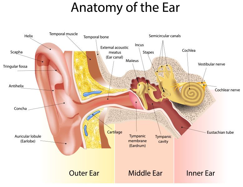 The ear and neurotology/otology diagram