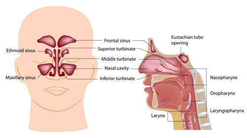 The nose