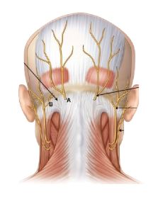 Occipital nerves related to migraine blocks