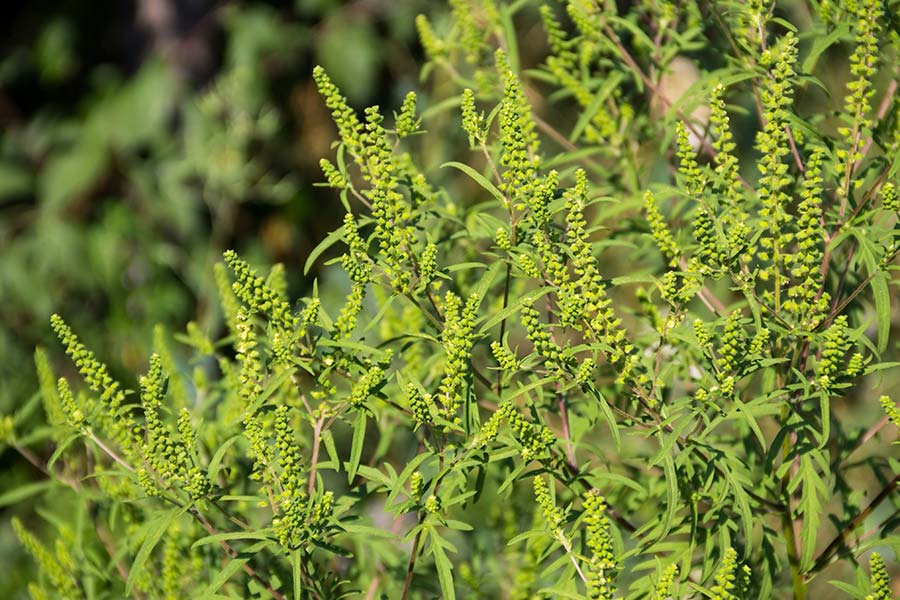 Ragweed pollen, a common allergen