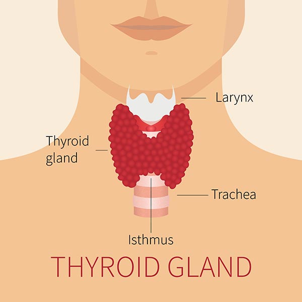 Thyroid gland